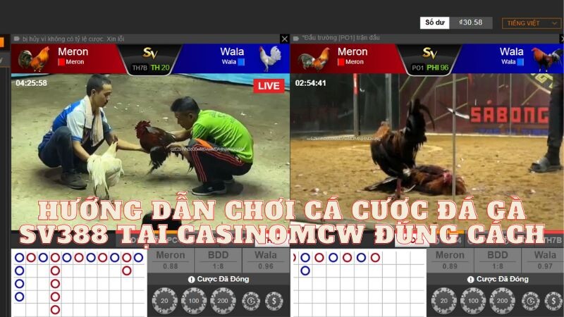 Hướng dẫn chơi cá cược đá gà sv388 tại Casinomcw đúng cách